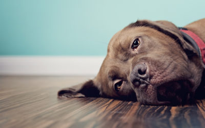 Constipation in dogs and cats