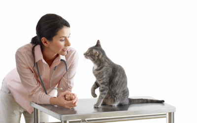 Spay of Dogs And Cats